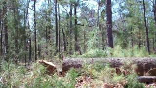 A Look Back: Hazard Tree Falling