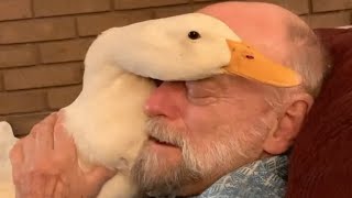 This 82-year-old man is a duck magnet
