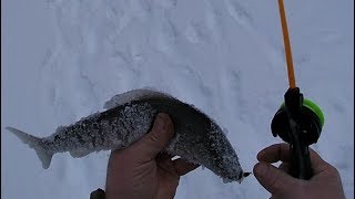 МАРТОВСКАЯ РЫБАЛКА НА ХАРИУСА  \ ТРАГЕДИЯ НА РЕКЕ \ ВСТРЕЧА РЫБОЛОВНЫХ КАНАЛОВ \КОМИ СВЕЧА \ ПРИВЕТЫ
