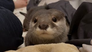 カワウソさくら お布団敷いたら遊び始めたカワウソ猫 Play with otter and cat when you have a bed