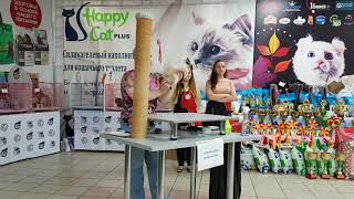 Выставка кошек Осенний Алмакот 2017. Порода Меконгский бобтейл. #эксперт Татьяна Есина, Россия