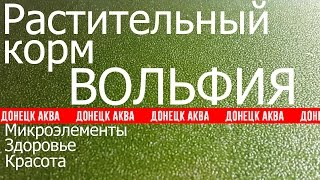 корм Вольфия, Wolffia, How to make fish food, cómo hacer alimento para peces, 如何使魚飼料