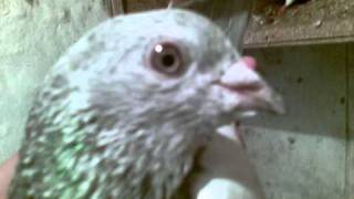 high fly pigeon ustad arshad mahmood  dhoke ratta rawalpindi