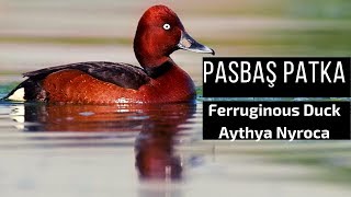 PASBAŞ PATKA ÖRDEĞİ-(Ferruginous Duck-Aythya Nyroca)