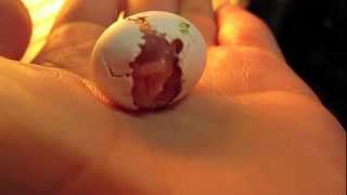 Hatching Lovebird Baby