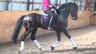 12y old dressage stallion Intermediare I
