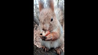 Ушастик молодец. Его зовут и он идёт / Ushastik fellow. His name is and he's coming