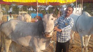 Mr.Nagaraja explaining the difference between Hallikar & Amruthmahal in Kyamenahalli Dhanagala jathr