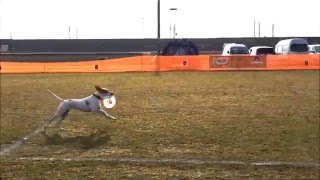 English Pointer MEG - K9DJ DDMASTERS 東近江- 160221