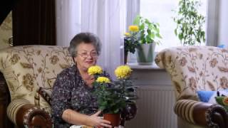 Мои хризантемы в горшках - уход в квартире