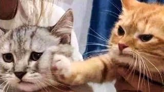 Cute Cats And Dogs Reactions ???? Animals Doing Funny Things ????
