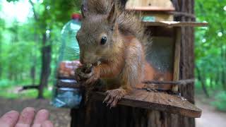 О белках и третьей кормушке / About squirrels and the third feeder