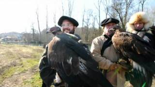 Aigles chasseurs dans le Marais Poitevin