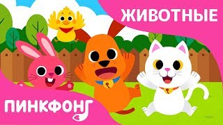 Животные-Малыши | Песни про Животных | Пинкфонг Песни для Детей
