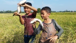 Traditional Fishing in Cambodia - Two boy catch at rice field - Smart Boy fishing video 2017
