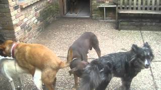 A Canine Chain Bang