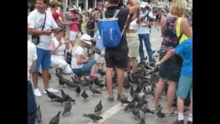 Pigeon Madness