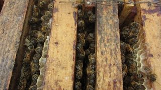 Бакфаст  Через 6 дней после перевозки пчел на рапс  Buckfast  After 6 days of shipment of bees