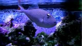 Sargassum Trigger (Xanthichthys Ringens)