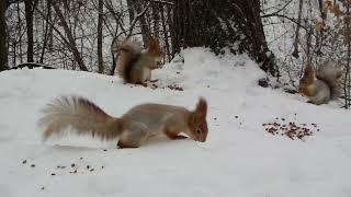 Три белки кушают орешки / Three squirrels eat nuts