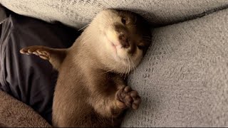 作業中寝落ちしてしまった飼い主に寄り添ってくれるカワウソ otter snuggles up to its owner who has fallen asleep while working.