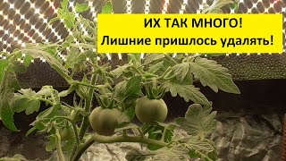 ТОМАТЫ ЗИМОЙ В MARS HYDRO. 