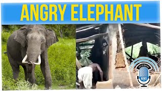 Disrespectful Elephant Has a Vendetta Against Woman (ft. Ritesh Rajan)