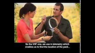 Wild Dog Collaring - Part 1