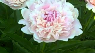 Lady Alexandra Duff Peony Day 2 2014