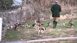 CCB beagling 11-26-10