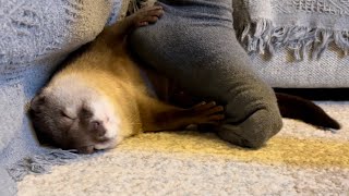 カワウソさくら カーペットでくつろぐカワウソ猫とちょっかいだす飼い主 Otter and cat relaxing on the carpet