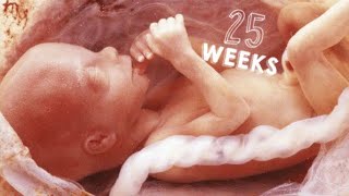 SEMANA 25 DE EMBARAZO | 25 WEEKS PREGNANT | 5 MESES DE EMBARAZO | DESARROLLO DE TU BEBE