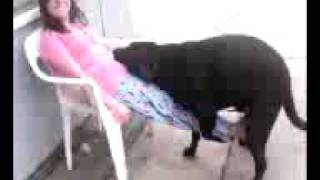 humping dog