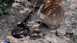 Birth of twin Fawns