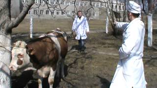 Повал быка после инъекции ксилазина. Docent A.D. Stepanov, ПДАТУ
