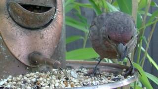 Tiny Finch Eats Sunflower Seed