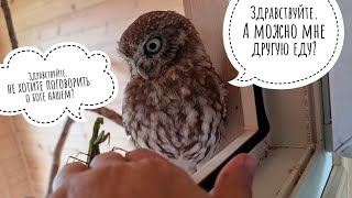 Реакция маленькой совы Лучика на богомола. Кошка Морошка распаковывает морошку. Красивое!