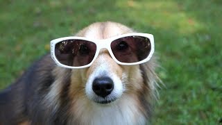 Смешные собаки Приколы про собак Funny Dogs 2019 (Наиболее Поетшные шутки)