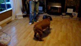 Dog gone crazy!