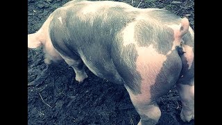 18+ Убой свиньи 03 ( П'єтрен ) Slaughter of Pig
