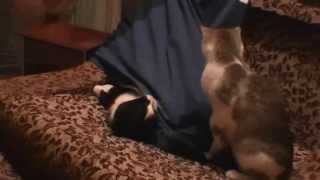 Кот и кошка играют в прятки) (cat play)