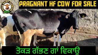HF Cow for sale in punjab, ਤੋਕੜ ਗੱਭਣ ਗਾਂ ਵਿਕਾਊ