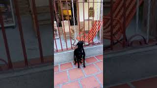 Perro bailando reggaeton
