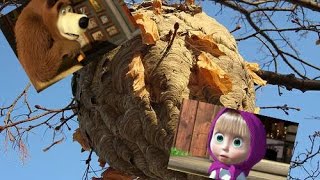 Маша и Медведь-Выманить Пчёл из улья/Masha and the Bear