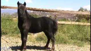 Amazing Magnetic Resonance Stimulation for Horses and Zebras