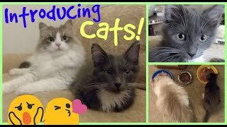 CAT VLOG | Figaro's Homecoming & Introduction to Galileo!
