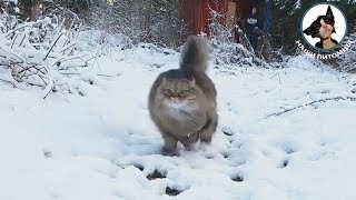 Кошки зимой ??? Кошка в снегу Кот в снегу ?