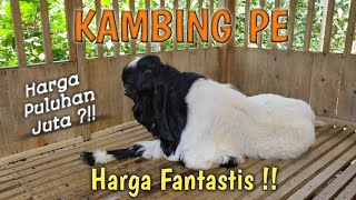 Kambing PE Seharga Nmax