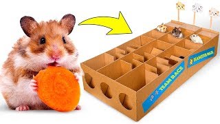 Neues Hamsterrennen aus Karton für Drei Niedliche Hamster ??