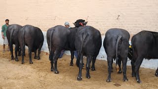 FOR SALE-5 Pregnant murrah heifers and 1 Male calf at SDF